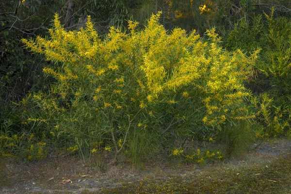 Golden Wattle Bush Acacia Pycnantha Australijski Kwiat Narodowy — Zdjęcie stockowe