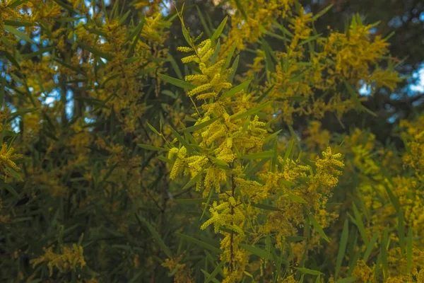 Close Wattle Flower Flor Cheia — Fotografia de Stock