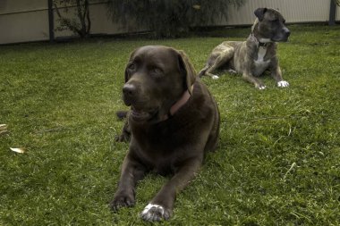 Arka bahçede iki köpek var. Biri önde, biri arkada.