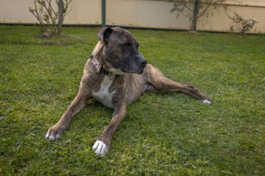 Arka bahçedeki çimlerde yatan melez köpek sola bakıyor.