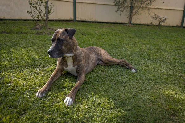 Perro Raza Mixta Acostado Césped Patio Trasero Mirando Derecha —  Fotos de Stock