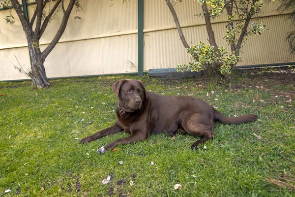 Çikolatalı Labrador arka bahçedeki çimlerin üzerinde soluna bakıyor.