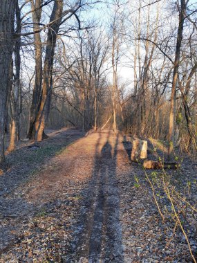 Ağaçları ve çalıları olan bir orman yolu. Stok fotoğrafı.