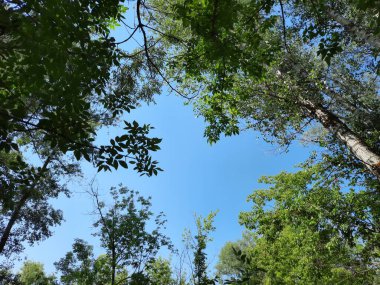 Yeşil ağaçlı mavi gökyüzü