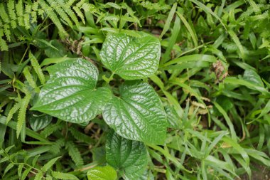 Yeşil yaprak üzerinde dokulu çim ile kapatmak