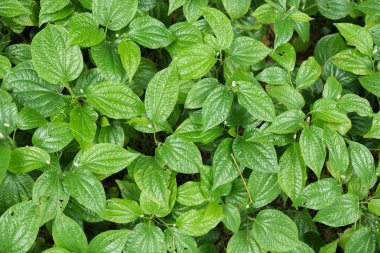 Yeşil yaprak doku Bahçe ile