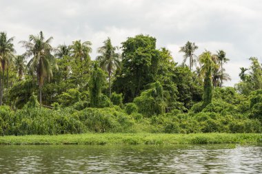Hindistan cevizi ağaçları nehrin yanında