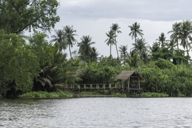 Hindistan cevizi ağaçları nehrin yanında