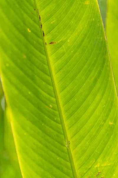 Cerrar Textura de hoja verde —  Fotos de Stock