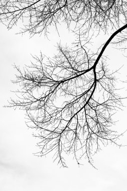 Kışın hiçbir yaprak ile izole ağacı