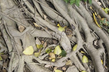 büyük ağacın kök 
