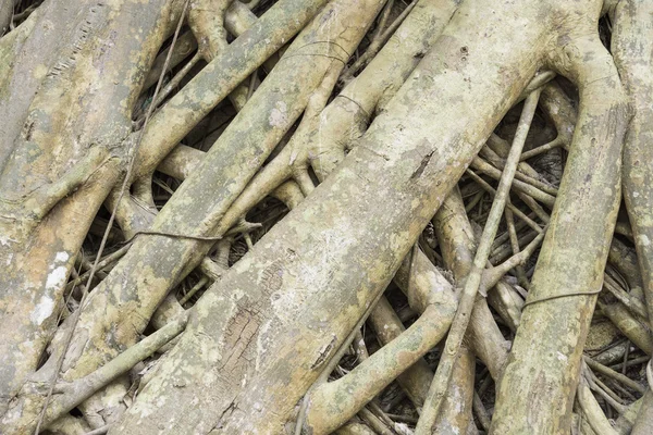 Big tree root — Stock Photo, Image