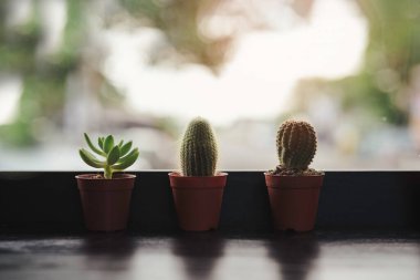 Kahverengi mini kaktüs tencereleri, siyah ahşap masa üzerinde üç tencere ve pencerenin arkasında yeşil bokeh arka plan..