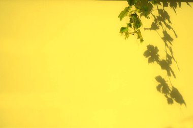 Abstract of green grape leaf and shadow at the edge of right corner on yellow brick wall background, colour of summer background.