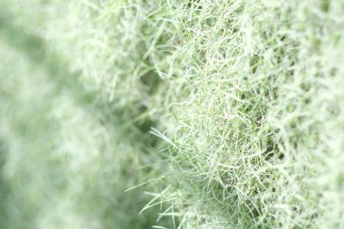 İspanyol yosunlarının gölgesi, odak kökü, yeşil tonda arıtılmış hava santrali, metin için yeşilimsi arka plan, reklam.