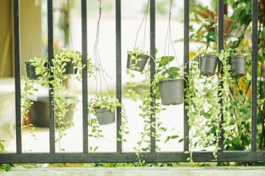 Ev dekorasyonu olan metal çitlerle sarkıtılmış saksıdaki süs bitkileri..