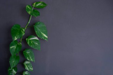 Betal yaprak, Epipremnum aureum gri duvarda coppy boşluk.