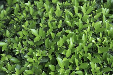 Ficus annulata ağacı, yeşil yaprak arka plan, Banyan ağacı yeşil yaprağı..