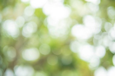 Yeşil ve beyaz bokeh doğa geçmişi. Yeşil yaprakların soyut kısmı, yaprak boşluğunda ışığın kamera efektiyle bulanıklaşır..