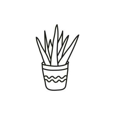 Beyaz arka planda izole edilmiş, çömlekteki karalama çizgisi yapraklı ev bitkisi.
