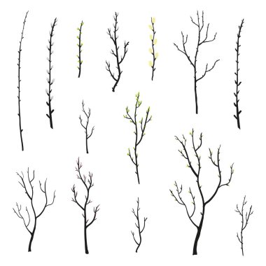 Hand drawn twigs, tree branches and pussy willow isolated on white background. Doodle spring twigs with buds and growing leaves.