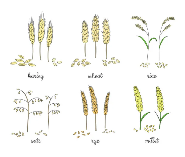 Handgezeichnetes Getreide Und Körner Isoliert Auf Weißem Hintergrund Gerste Weizen — Stockvektor