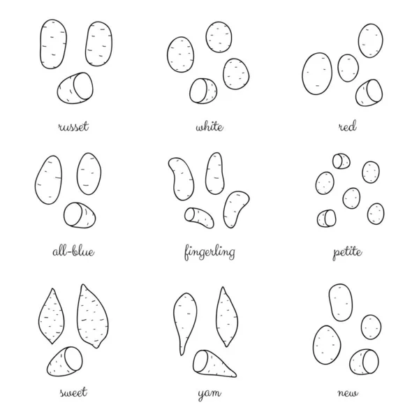 Différentes Variétés Pommes Terre Isolées Sur Fond Blanc Illustration Dessinée — Image vectorielle