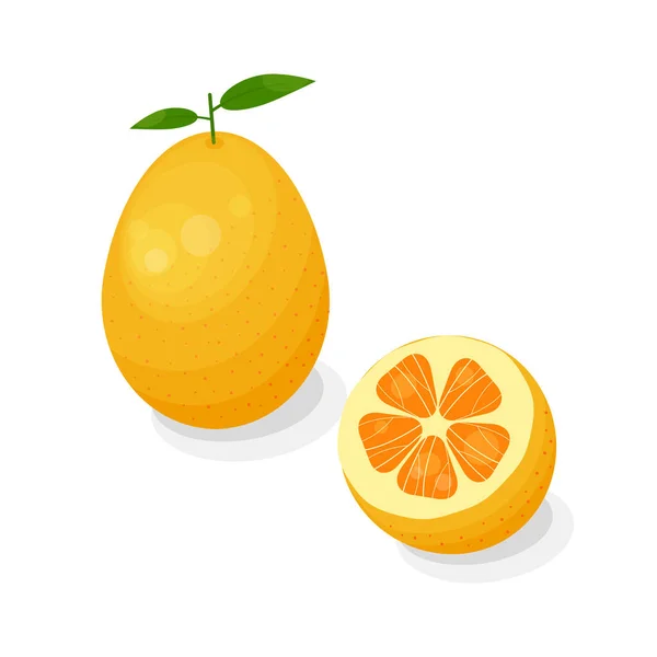 Cítricos Brillantes Kumquat Fruta Estilo Dibujos Animados Aislados Sobre Fondo — Vector de stock