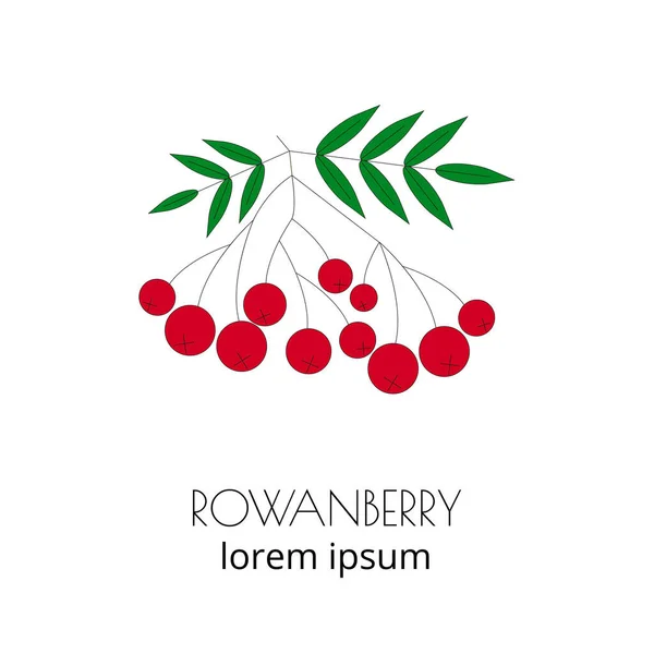 Rowanberry Stylu Liniowym Izolowane Białym Tle — Wektor stockowy