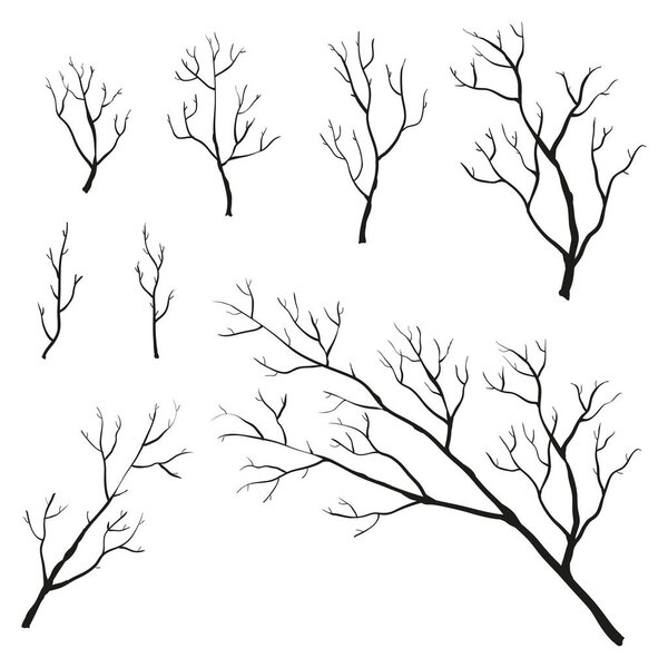 Set of hand drawn branches isolated on white background. Tree twigs and branches.