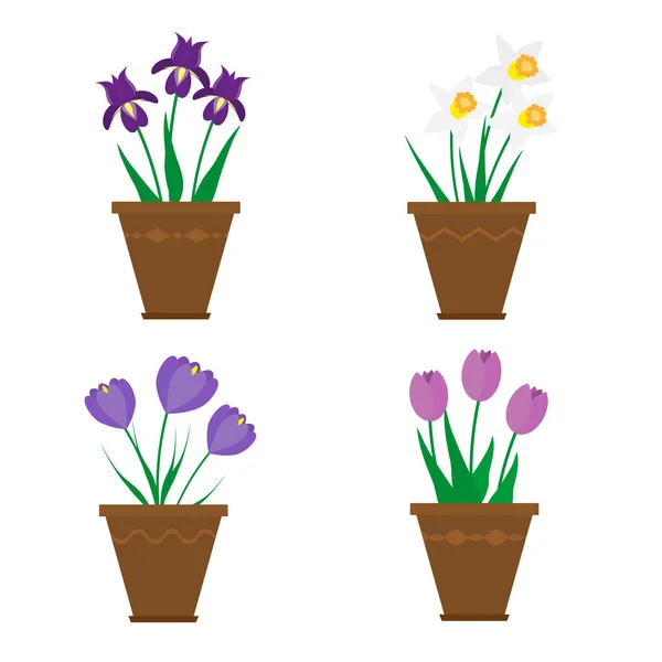 Frühlingsblumen Töpfen Isoliert Auf Weißem Hintergrund Violette Schwertlilien Lila Krokusse — Stockvektor