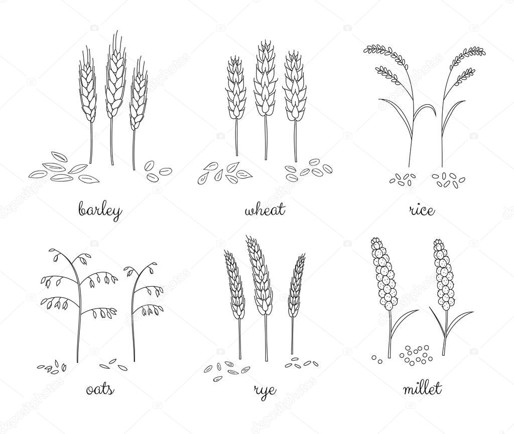 Hand drawn outline cereals and grains isolated on white background. Barley, wheat, rice, oats, rye, millet.