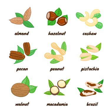 Badem, fındık, fındık, fındık, fındık, fıstık, fıstık, fıstık, ceviz, macadamia, Brezilya beyaz arka planda izole edilmiş..