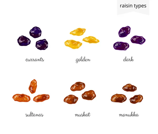 Collection Différentes Variétés Raisins Secs Dessin Animé Isolés Sur Fond — Image vectorielle