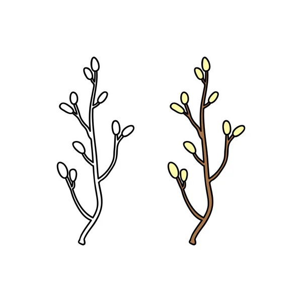 Doodle Outline Colored Pussy Willow Twig Isolated White Background — Vettoriale Stock