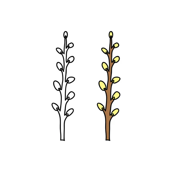 Doodle Outline Colored Pussy Willow Twig Isolated White Background — Stockový vektor