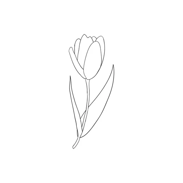 Hand Drawn Outline Tulip Flower Isolated White Background — Stock Vector