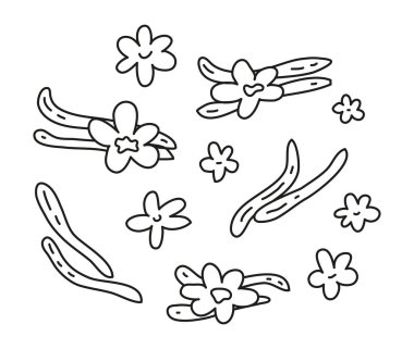 Beyaz arka planda izole edilmiş karalama çizgisi vanilya çubukları ve çiçekler.