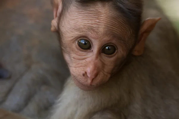 Macaca radiata. Portret van een aap. Jaar van de aap. — Stockfoto