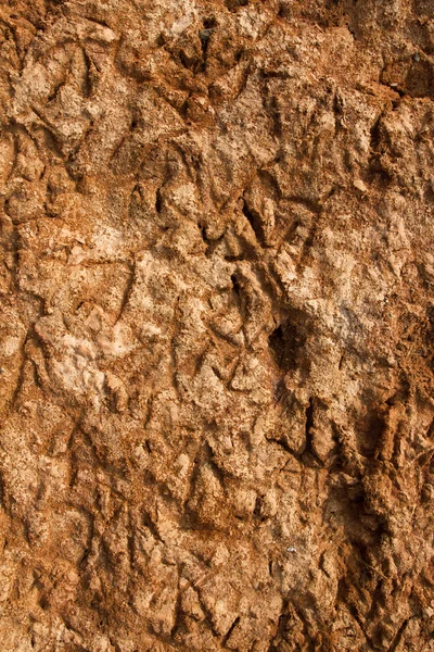 Thirst. Dry ground. Bird footprints — Stock Photo, Image