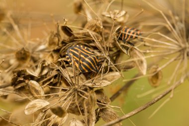Kuru ormandaki çizgili böcekler. Graphosoma lineatum