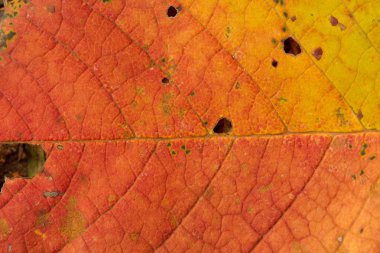 sonbahar yaprak kuş kiraz makro