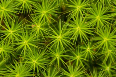 bir sürü yeşil yıldız. Bitki. Dokular