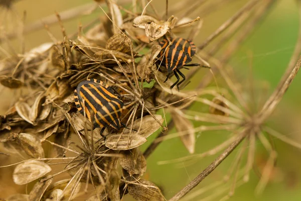 Kuru ormandaki çizgili böcekler. Graphosoma lineatum