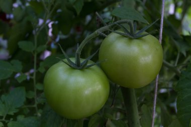 Bir dalda yeşil domates