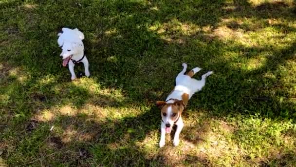 İki yeşil çim oturan russel Terrier jack — Stok video