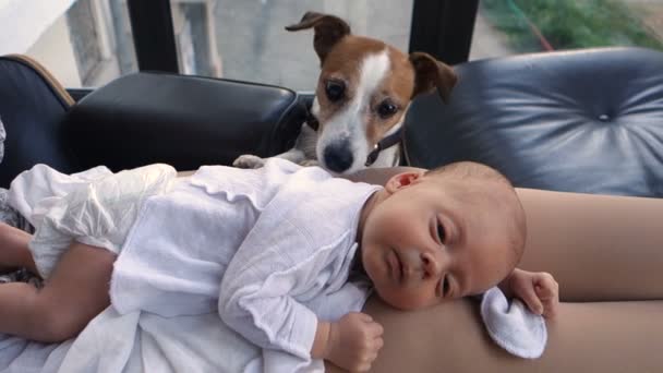 Perro olfateando un bebé humano recién nacido — Vídeo de stock