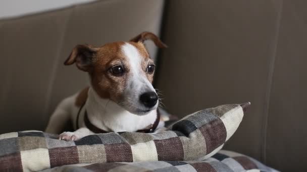 Jack Russell Terrier pies leżąc na kanapie, zasypia — Wideo stockowe