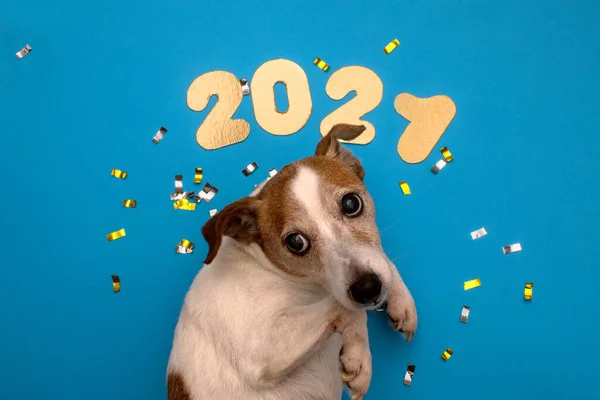 Numerele 2021 pe fundal albastru cu câine — Fotografie, imagine de stoc