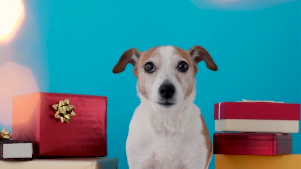 Cão com presentes em casa — Vídeo de Stock